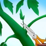 بالصور خطوة بخطوة طريقة زراعة بذور الطماطم وكيف يمكنك القيام بزراعتها