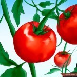 بالصور خطوة بخطوة طريقة زراعة بذور الطماطم وكيف يمكنك القيام بزراعتها