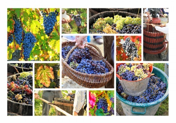 لمحبي العنب أهم و أقوى فوائد العنب و أفيد و أبرز استخدامات العنب