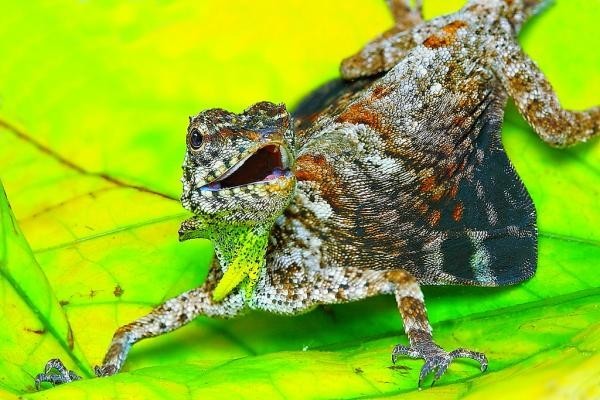 السحلية الطائرة ، من اندر الزواحف في العالم السحلية الطائرة ، من اندر الزواحف في العالم