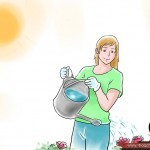 بالصور والخطوات تعلم طريقة زراعة الورد في المنزل واستمتع بزراعة الورد