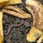 بالصور كيف تستفيد من قشر الموز ١٢ استفادة خيالية