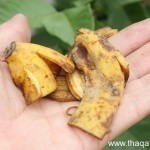 بالصور كيف تستفيد من قشر الموز ١٢ استفادة خيالية