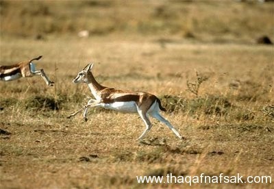 بالصور تعرف على اسرع ١٠ حيوانات في العالم بالصور تعرف على اسرع ١٠ حيوانات في العالم