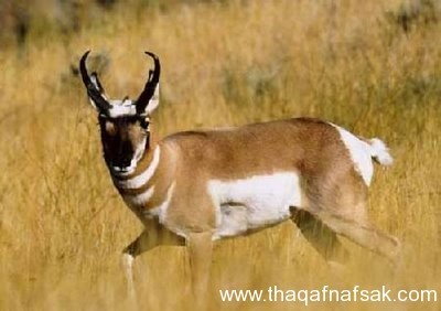 بالصور تعرف على اسرع ١٠ حيوانات في العالم بالصور تعرف على اسرع ١٠ حيوانات في العالم