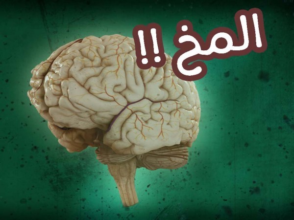 حقائق عن المخ و الذاكرة ! أكتشف ماهي أسرار مخك ودماغك