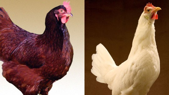 هل تسأل نفسك ماهو الفرق بين البيض الأبيض والأحمر