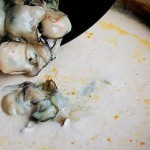 بالصور وصفة عمل شوربة بلح البحر