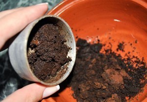 بالصور مقشر القهوة لتقشير وتنعيم الجسم