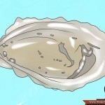 كيف يزيد الشاب هرمون التستوستيرون أو هرمون الذكورة عنده ؟