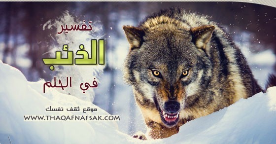تفسير الذئب في الحلم تفسير الذئب في الحلم