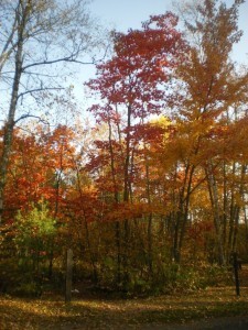 سر تحول لون أوراق الأشجار وسقوطها  في الخريف