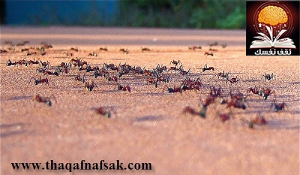 كيف تستطيع التخلص من النمل كيف تستطيع التخلص من النمل