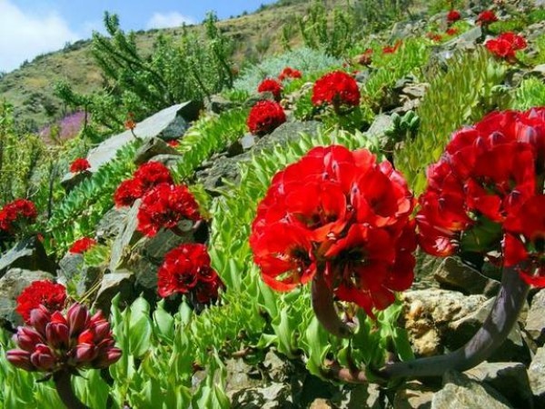 رحلة وسط الزهور في صحراء اتاكاما رحلة وسط الزهور في صحراء اتاكاما