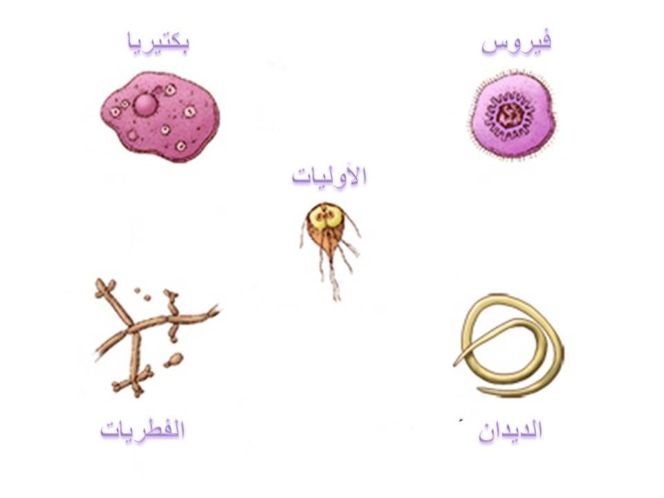 الطفيليات الضارة وطرق الوقاية منها الطفيليات الضارة وطرق الوقاية منها