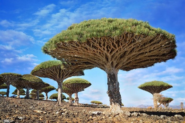 تصفح بالصور أجمل الأشجار المذهلة حول العالم تصفح بالصور أجمل الأشجار المذهلة حول العالم
