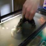 طرق تنظيف حوض السمك بالصور