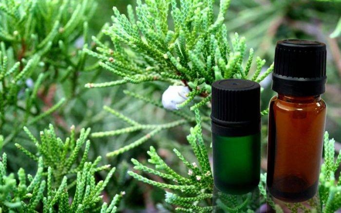 فوائد زيت السرو العطرى الصحية المذهلة فوائد زيت السرو العطرى الصحية المذهلة