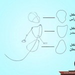 كيف ترسم اريل حورية البحر الصغيرة
