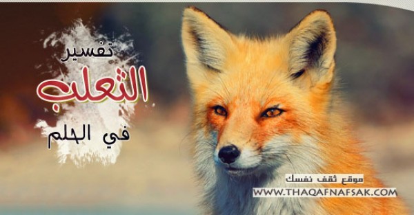 تفسير الثعلب في الحلم تفسير الثعلب في الحلم