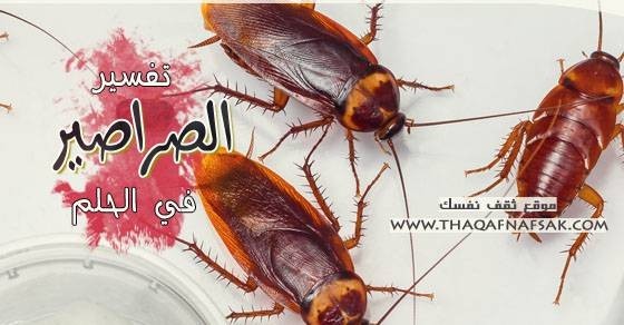 تفسير الصراصير في الحلم تفسير الصراصير في الحلم