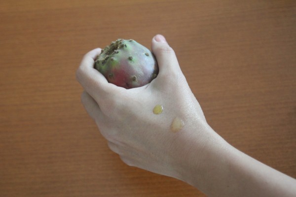 زيت التين الشوكي فوائدة واستخداماته لصحتك