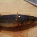 طريقة جديدة لعمل الرنجة بالصور ” مخلل الرنجة “