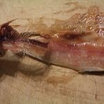 طريقة جديدة لعمل الرنجة بالصور ” مخلل الرنجة “