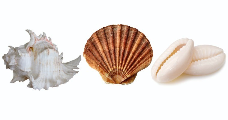 أي صدفة سوف تختارها ؟ وماذا تكشف عن شخصيتك ؟