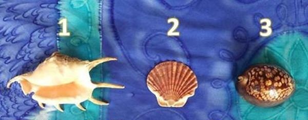 أي صدفة سوف تختارها ؟ وماذا تكشف عن شخصيتك ؟