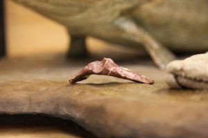 معلومات غريبة عن الأسماك