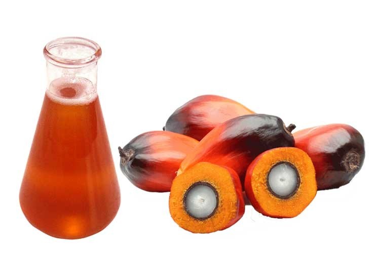 فوائد زيت نوى النخيل الصحية للجسم فوائد زيت نوى النخيل الصحية للجسم