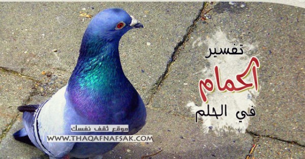 تفسير الحمام في الحلم تفسير الحمام في الحلم