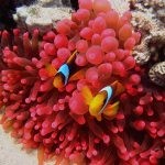 بالصور الثقب الأزرق The Blue Hole أجمل الأماكن الطبيعية في دهب