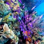 بالصور الثقب الأزرق The Blue Hole أجمل الأماكن الطبيعية في دهب