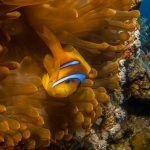 بالصور الثقب الأزرق The Blue Hole أجمل الأماكن الطبيعية في دهب