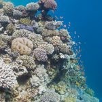 بالصور الثقب الأزرق The Blue Hole أجمل الأماكن الطبيعية في دهب