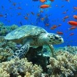 بالصور الثقب الأزرق The Blue Hole أجمل الأماكن الطبيعية في دهب