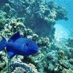 بالصور الثقب الأزرق The Blue Hole أجمل الأماكن الطبيعية في دهب