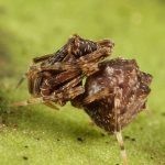 حقائق عن العنكبوت بالصور