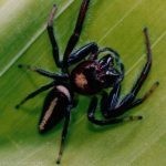 حقائق عن العنكبوت بالصور