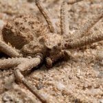 حقائق عن العنكبوت بالصور