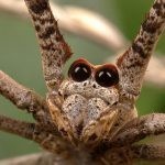 حقائق عن العنكبوت بالصور