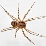 حقائق عن العنكبوت بالصور