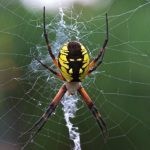 حقائق عن العنكبوت بالصور