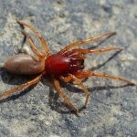 حقائق عن العنكبوت بالصور