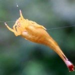 حقائق عن العنكبوت بالصور