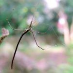 حقائق عن العنكبوت بالصور