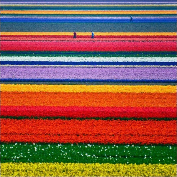 شهر مايو في هولندا ” موسم حصاد زهور التوليب ” جنة على الأرض