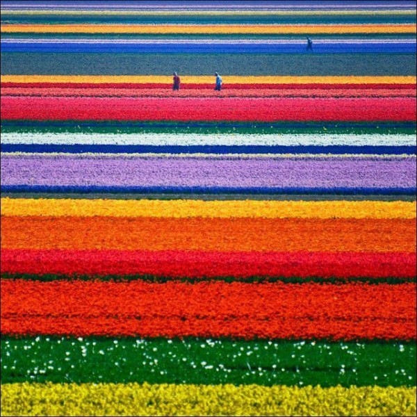 شهر مايو في هولندا ” موسم حصاد زهور التوليب ” جنة على الأرض